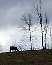 Cow Grazing On Hill.jpg
